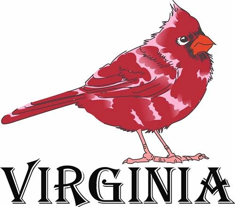 VIRGINIA CARDINAL