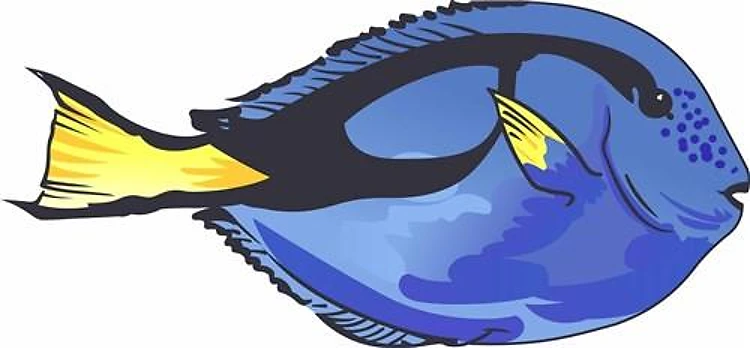 REGAL BLUE TANG