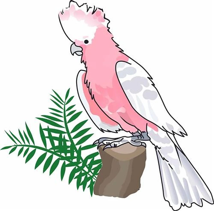 GALAH COCKATOO AND FOLIAGE