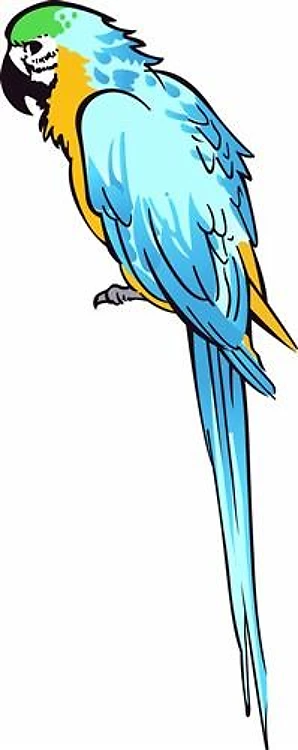 BLUE AND GOLD MACAW