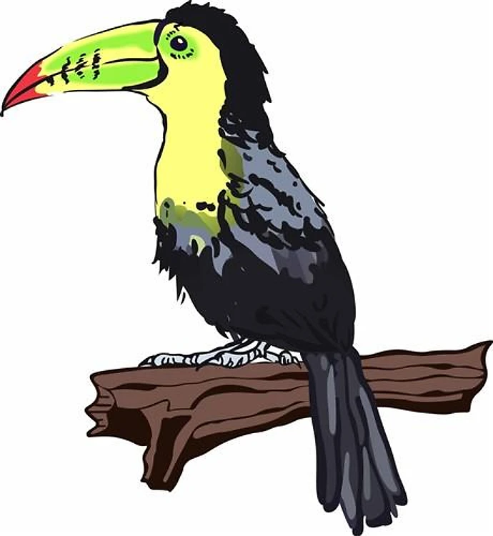 TOUCAN ON BRANCH
