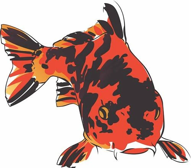 JAPANESE KOI