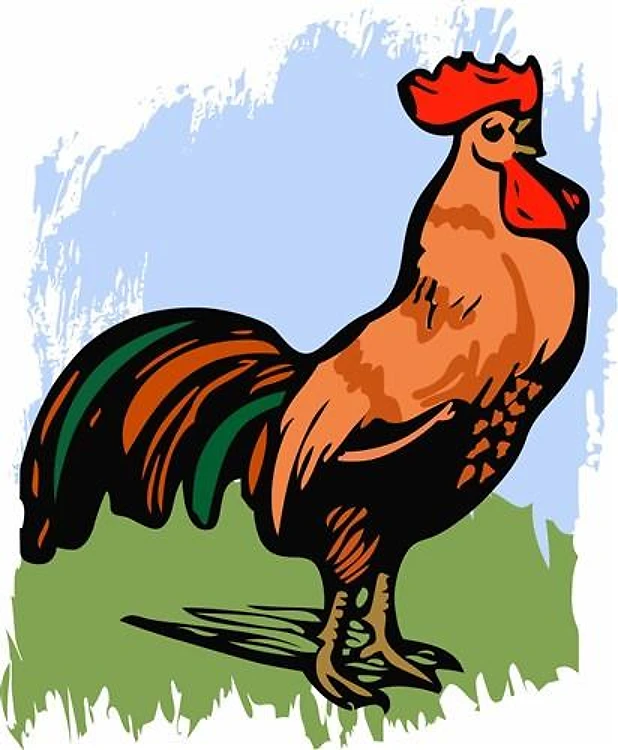 ROOSTER