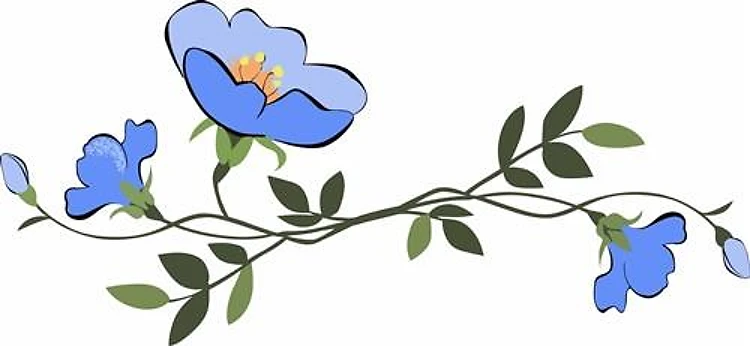 MORNING GLORIES