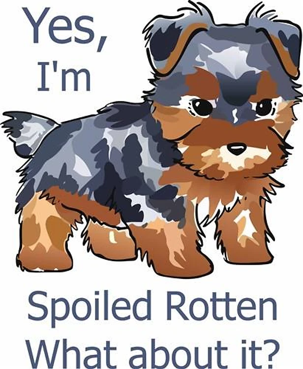 SPOILED ROTTEN YORKIE