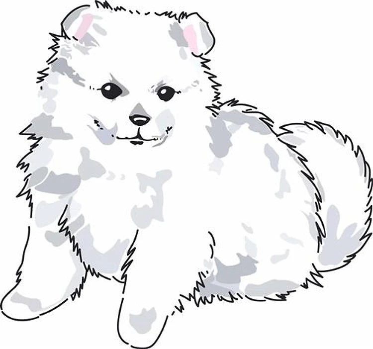 JAPANESE SPITZ PUPPY