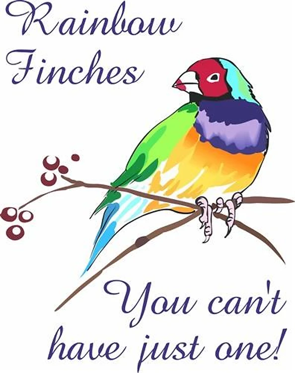 RAINBOW FINCHES