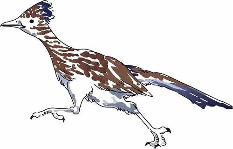 ROADRUNNER BIRD