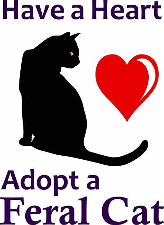 ADOPT A FERAL CAT