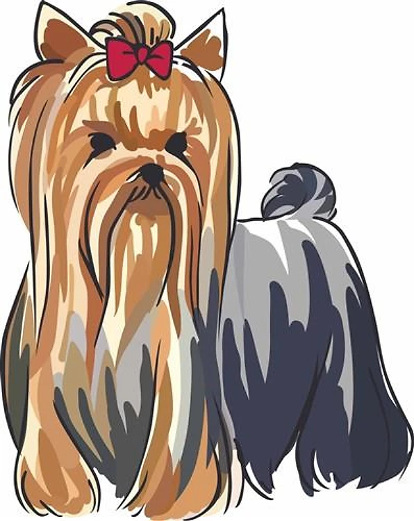 YORKSHIRE TERRIER