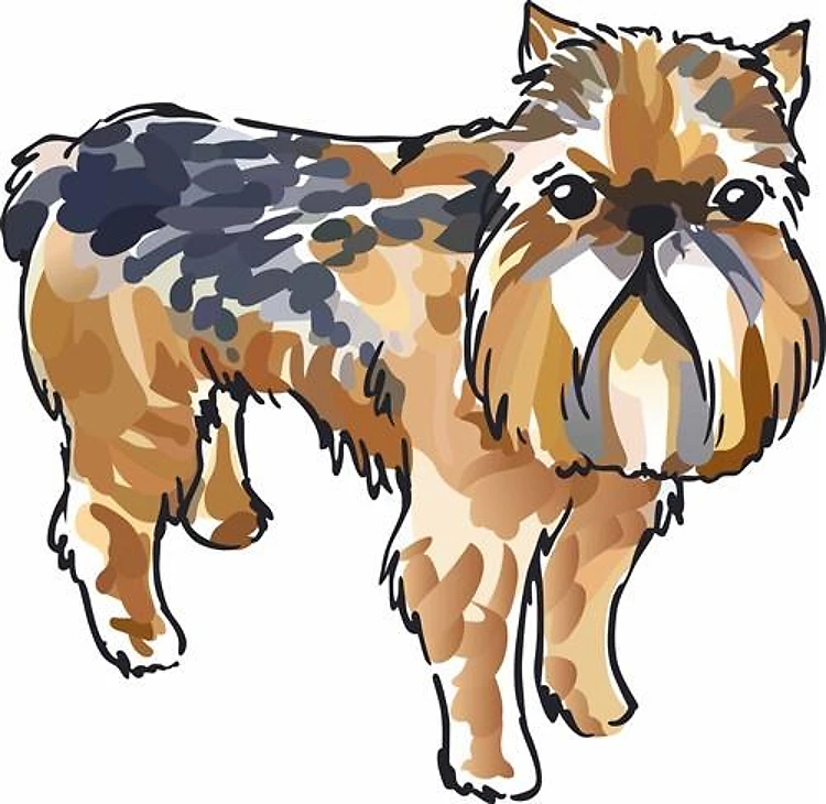 BRUSSELS GRIFFON