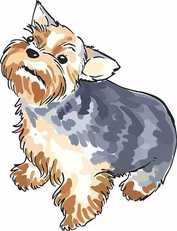 YORKSHIRE TERRIER