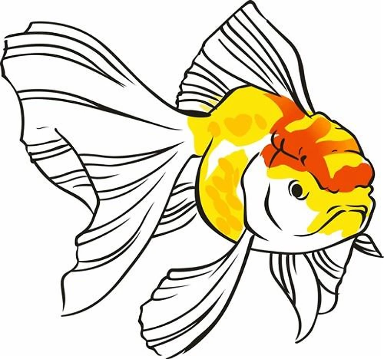 ORANDA GOLDFISH