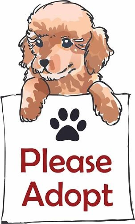 POODLE PLEASE ADOPT
