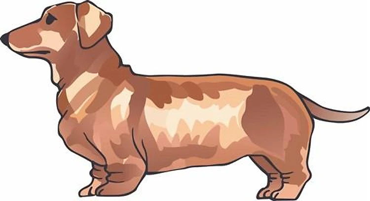 DACHSHUND HOUND