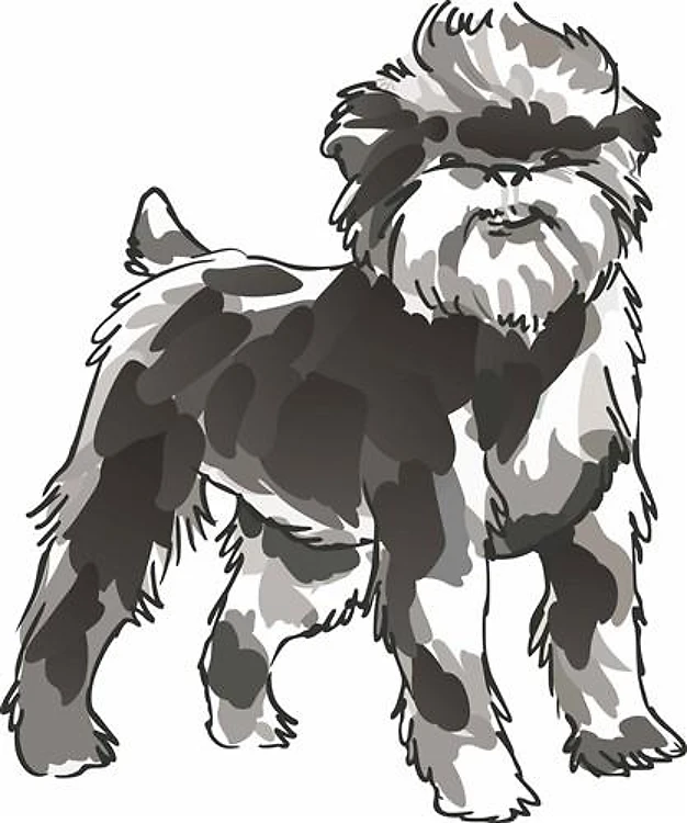 AFFENPINSCHER DOG