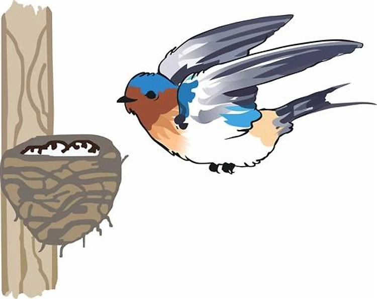 BARN SWALLOW WITH NEST