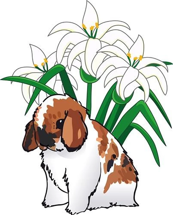 HOLLAND LOP AND LILIES