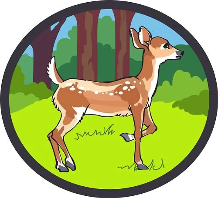 FAWN DEER FOREST