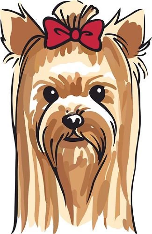 YORKSHIRE TERRIER