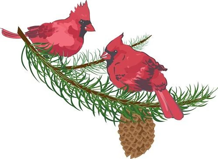 CARDINALS IN PINE TREE