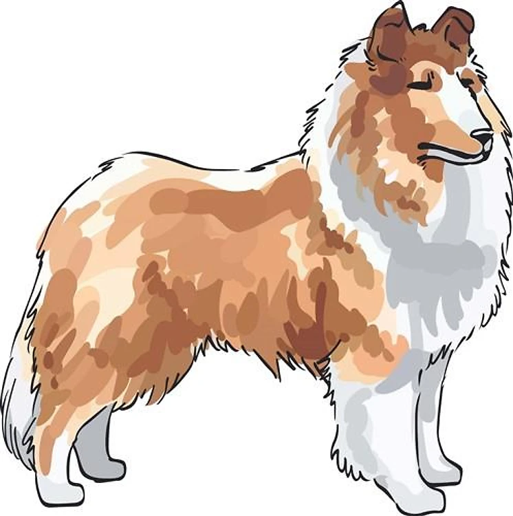 ROUGH COLLIE