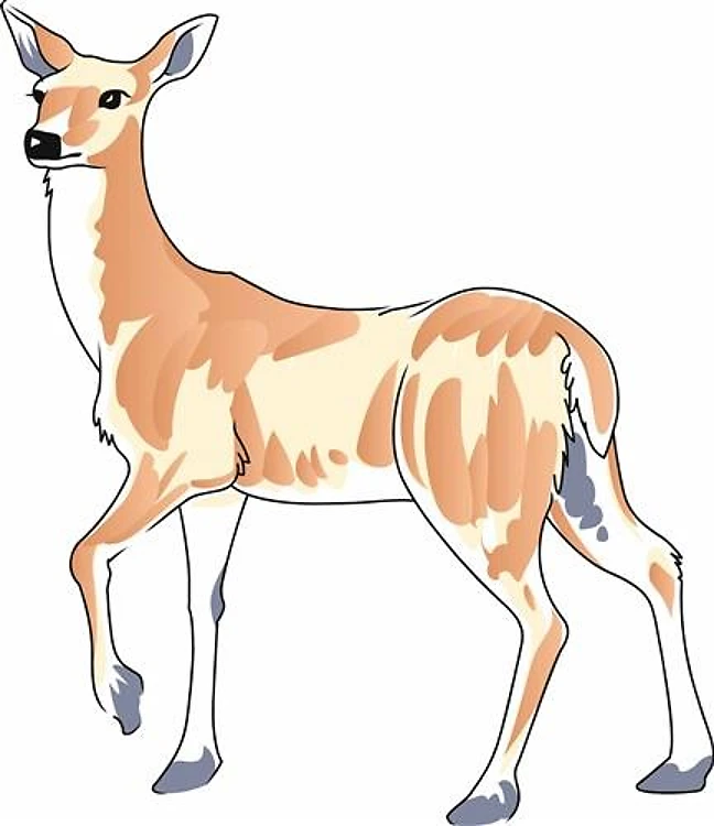 WHITETAIL DOE