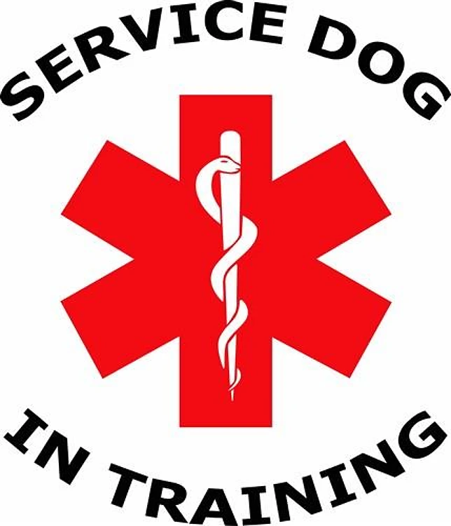SERVICE DOG IN TRAINING