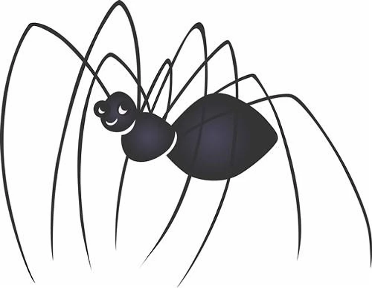 DADDY LONG LEGS SPIDER