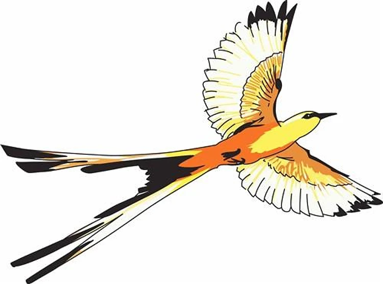 SCISSORTAIL FLYCATCHER