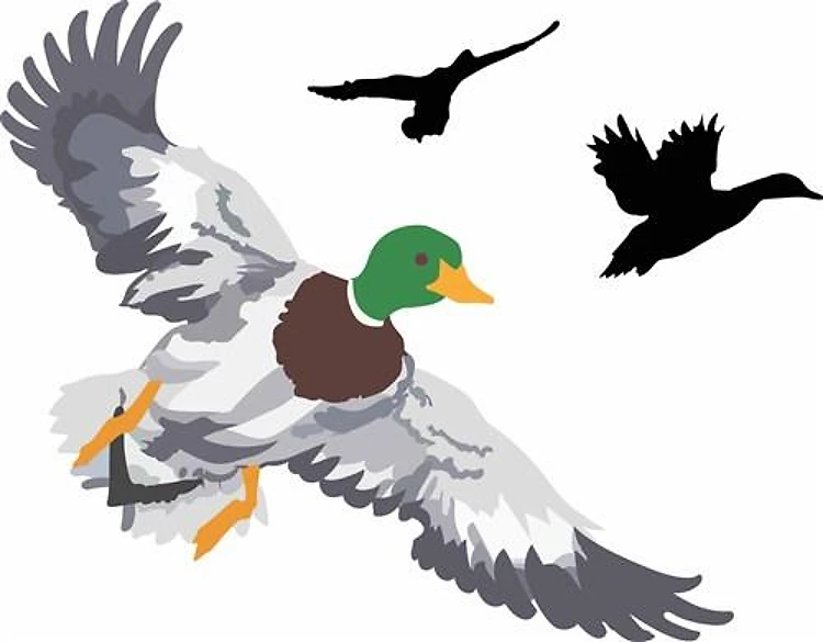 SMALL MALLARDS IN FLIGHT