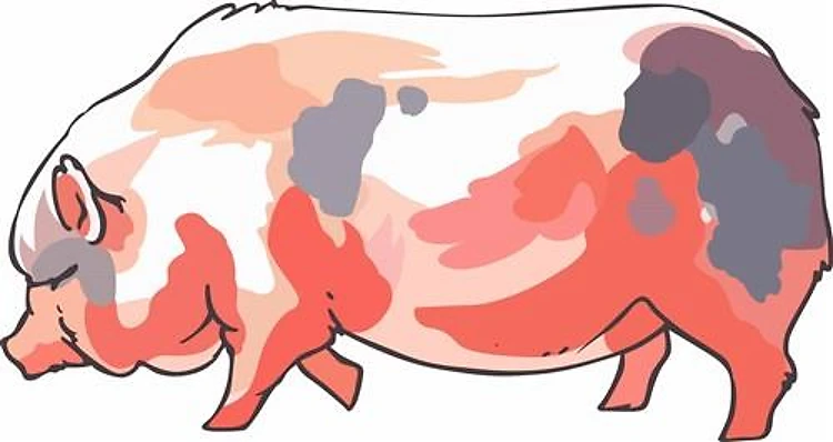SWINE