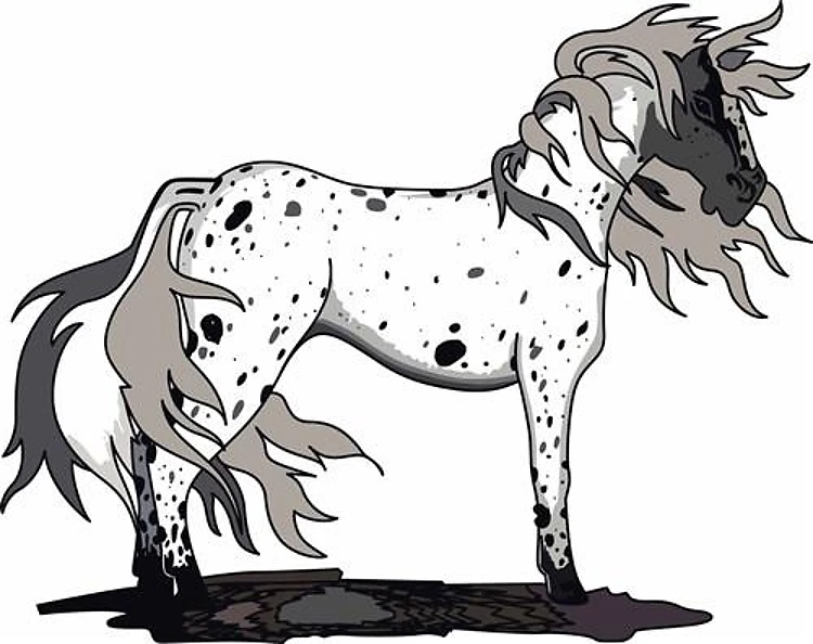 LEOPARD APPALOOSA