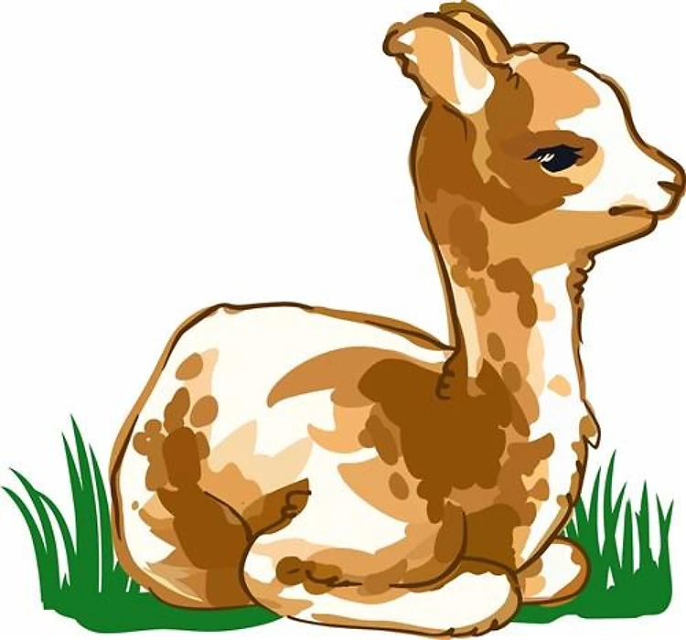 BABY ALPACA