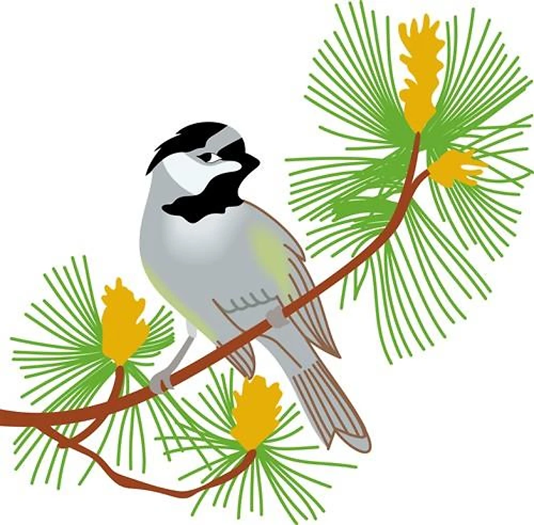 BLACK CAPPED CHICKADEE