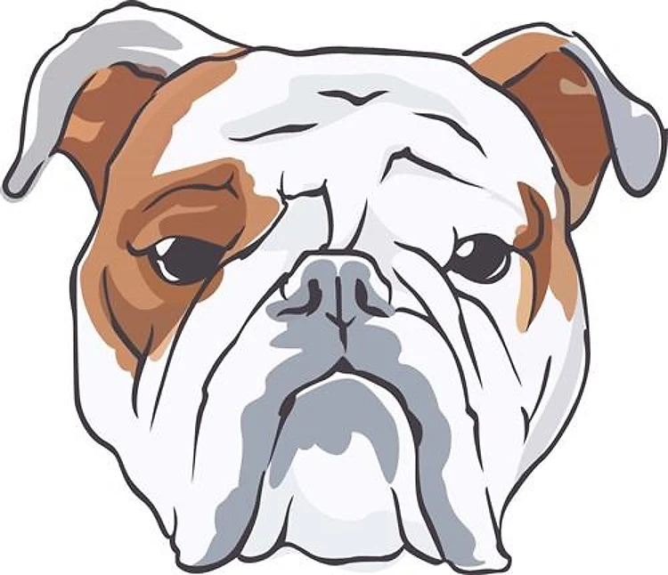 ENGLISH BULLDOG HEAD