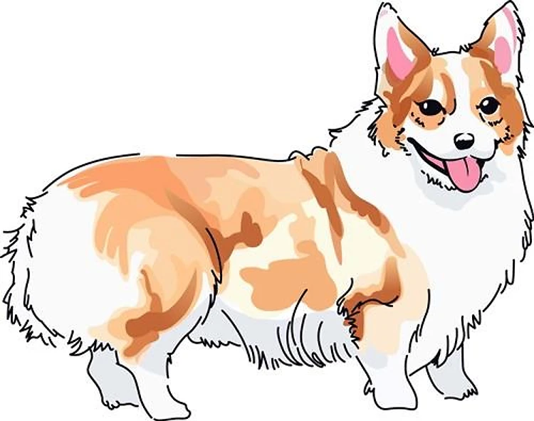 WELSH CORGI