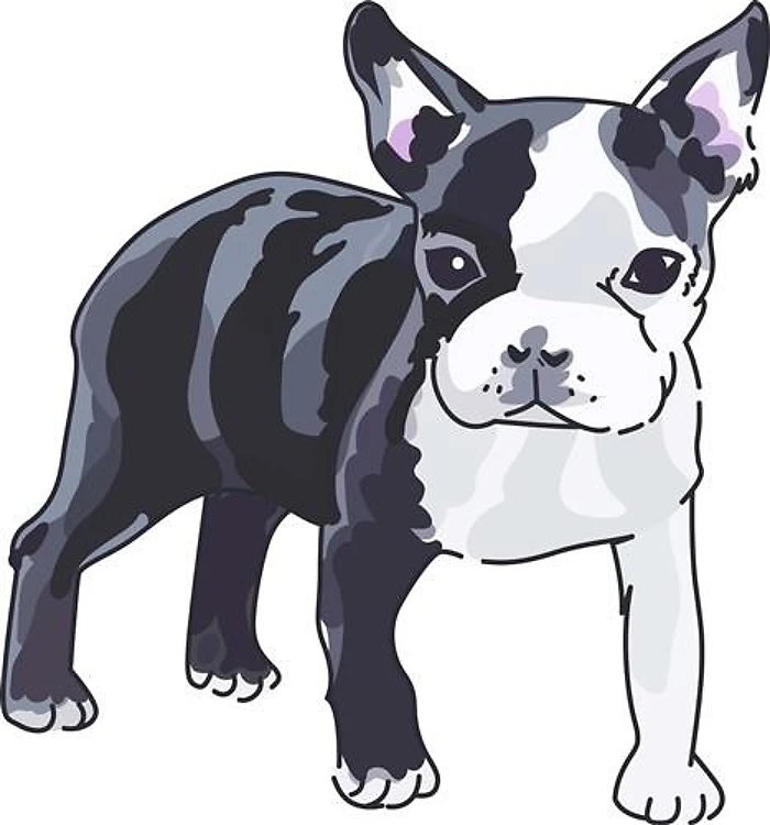 BOSTON TERRIER PUP