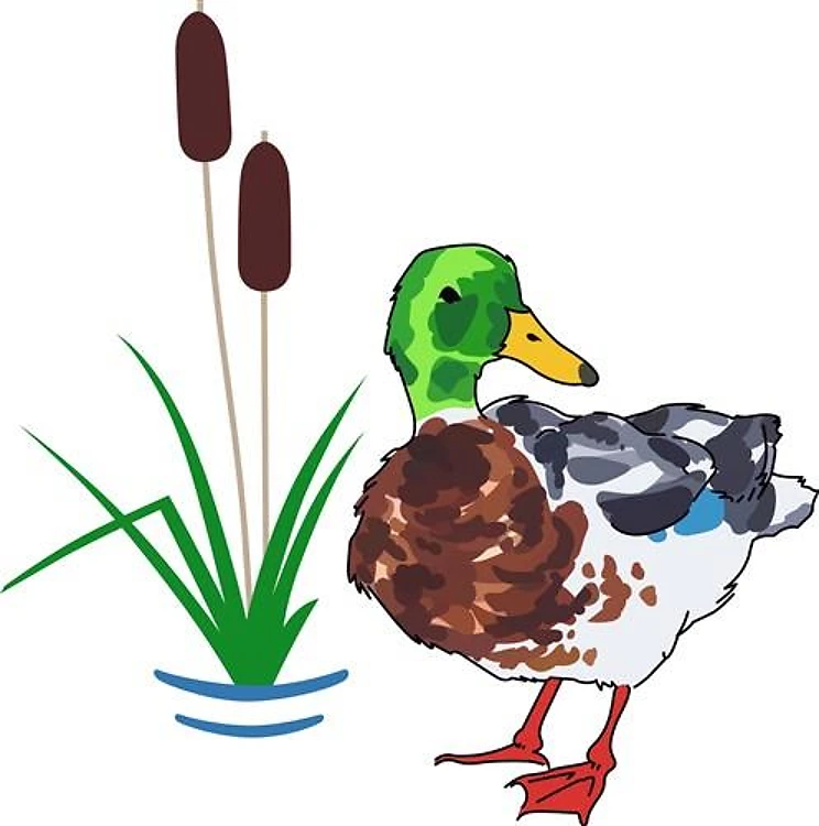 MALLARD AND CATTAILS