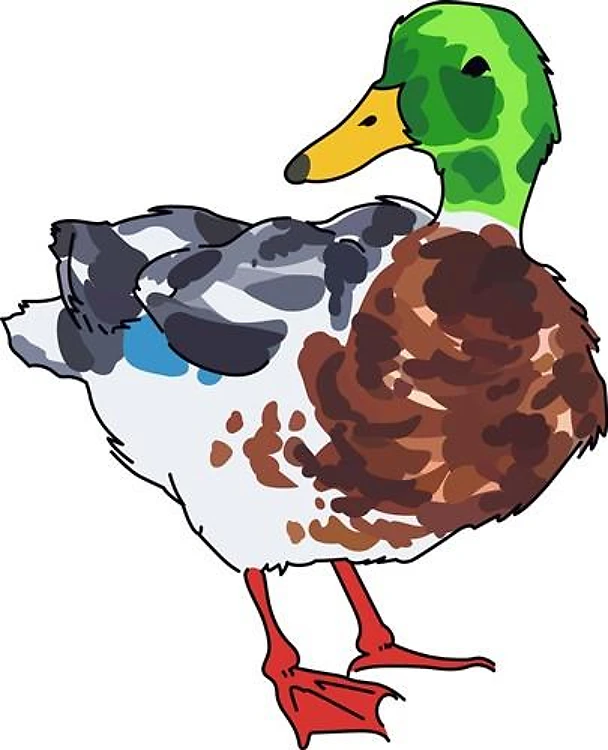 MALLARD DUCK