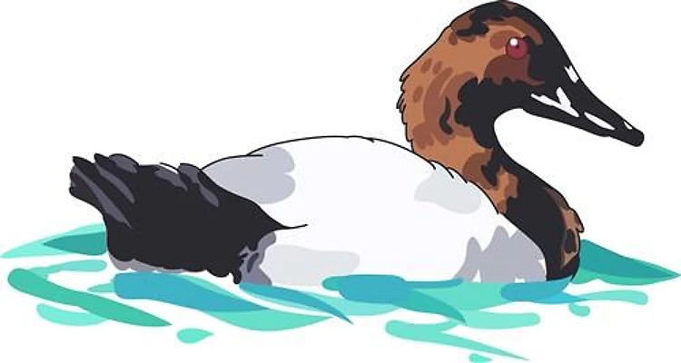 CANVASBACK DUCK