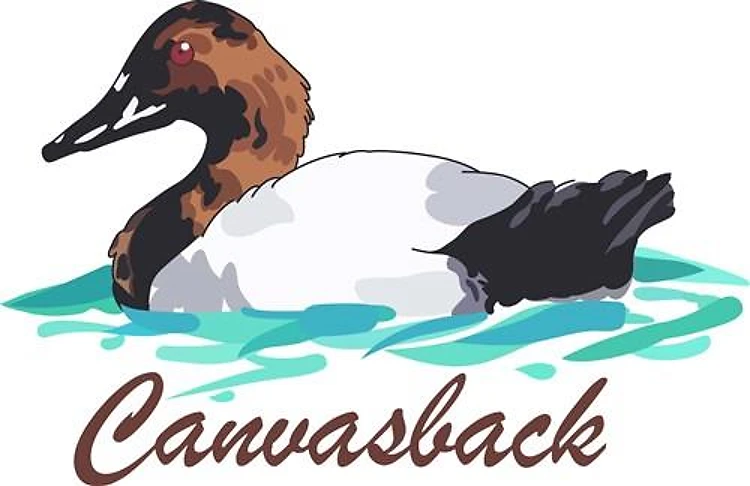 CANVASBACK