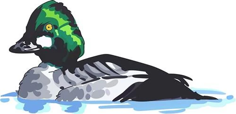COMMON GOLDENEYE DUCK