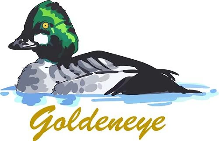 GOLDENEYE DUCK