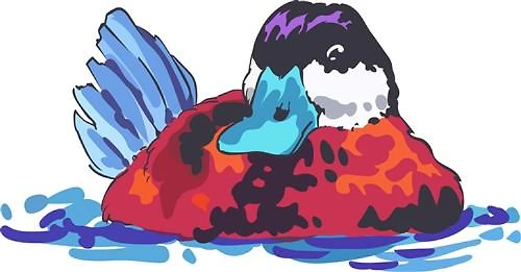 RUDDY DUCK