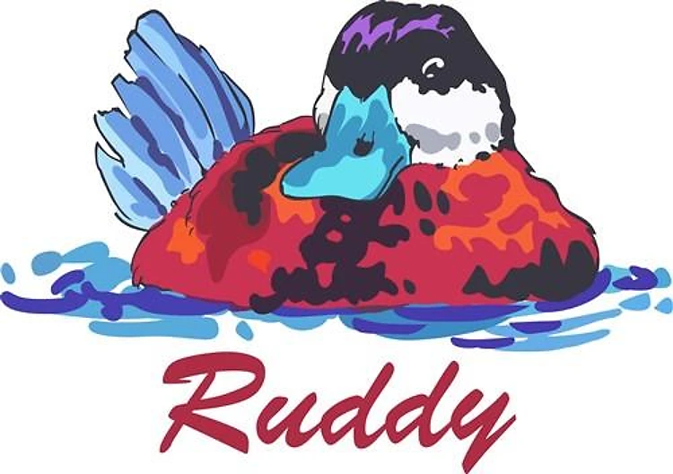 RUDDY DUCK