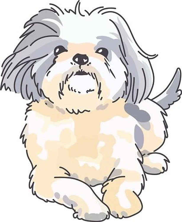 SHIH TZU PUP