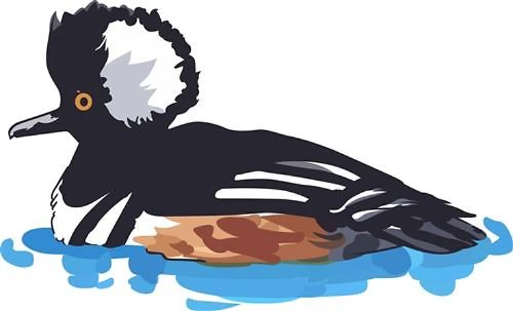 MERGANSER DUCK