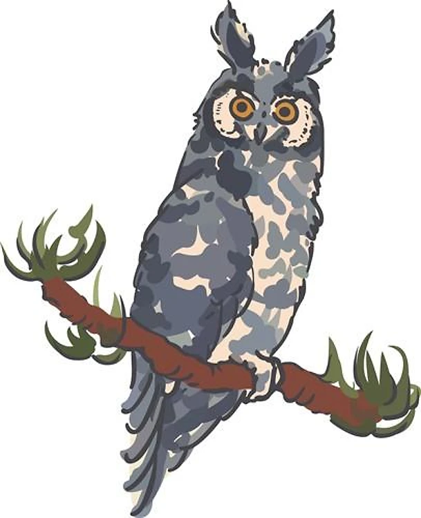 ABYSSINIAN OWL