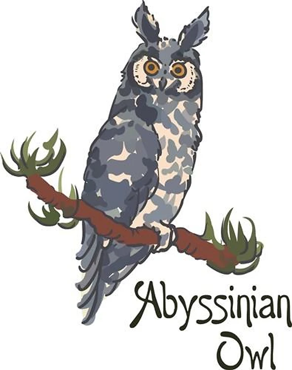 ABYSSINIAN OWL